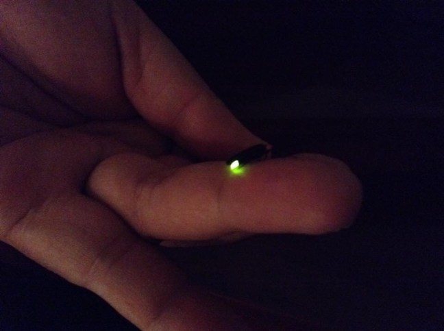 Firefly sits on hand with black background